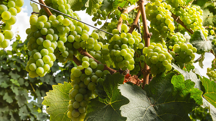 Vita da vino